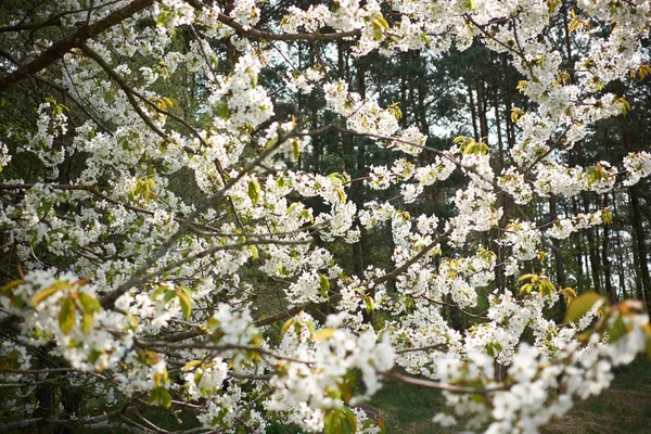 Arbre Fleurs Blanches Sakura Printemps Forêt Verte Sur Fond Concept — Photo