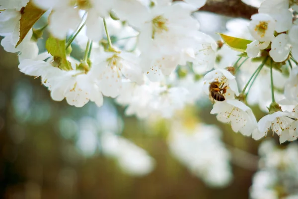 Lebah Mengumpulkan Nektar Dari Pohon Yang Sedang Mekar Konsep Musim — Stok Foto