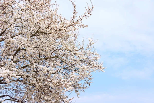 Blanc Bel Arbre Fleurs Sakura Sur Fond Ciel Bleu Printemps — Photo