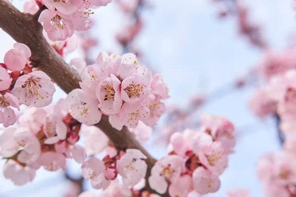 Světle Růžové Krásné Kvetoucí Strom Sakura Pozadí Oblohy Jaře Jarní — Stock fotografie