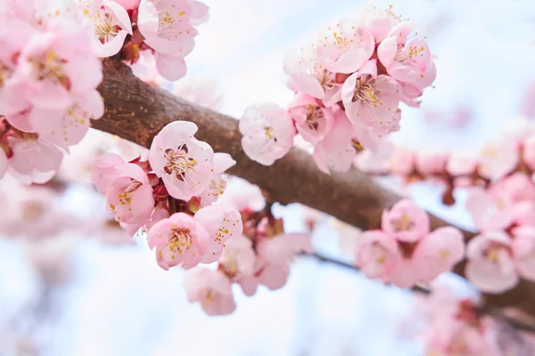 Cahaya Merah Muda Pohon Sakura Yang Indah Mekar Latar Langit — Stok Foto