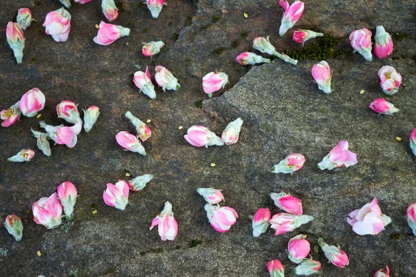 Soft pink spring flowers lying on a stone. Firsr spring flowers. Springtime. Top view.