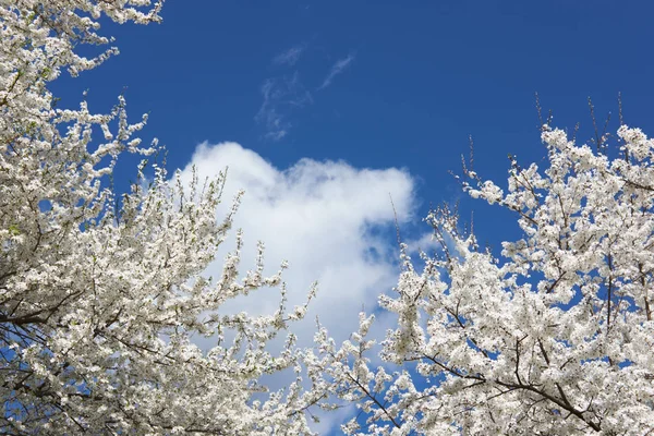 Branco Bela Árvore Florescente Sakura Fundo Céu Azul Estação Primavera — Fotografia de Stock