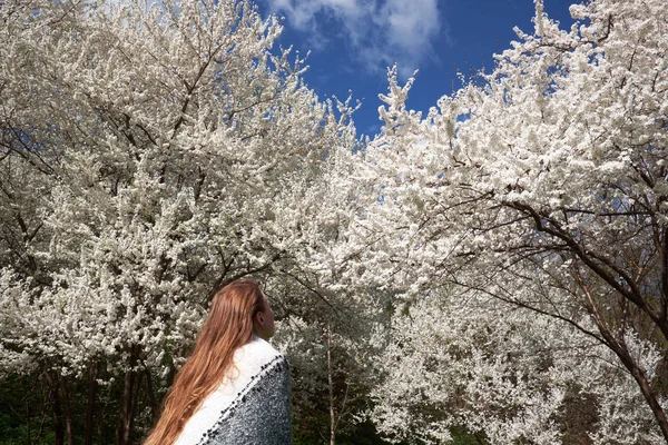 Rusovláska Žena Zabalená Plaid Sleduje Kvetoucí Sakura Stromy Jaře Pohled — Stock fotografie