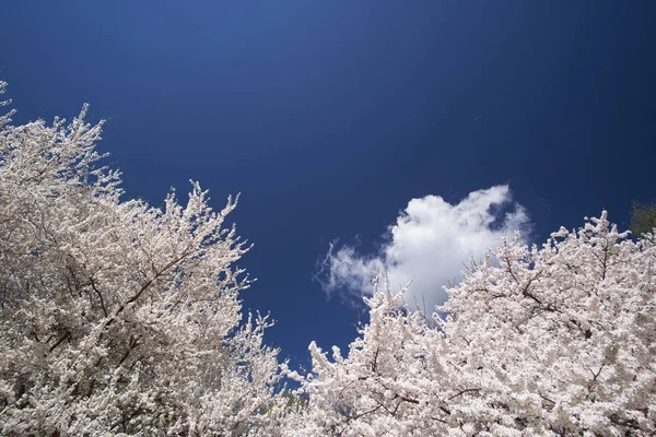 Blanc Bel Arbre Fleurs Sakura Sur Fond Ciel Bleu Printemps — Photo