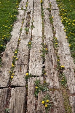 İçinde karahindiba olan ahşap bir yol.