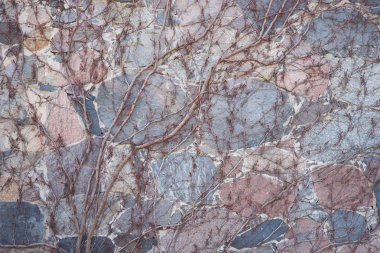 bir duvarda dekoratif grapewine sarmaşık