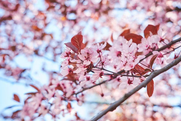 Rose clair bel arbre à fleurs de sakura sur fond de sk — Photo