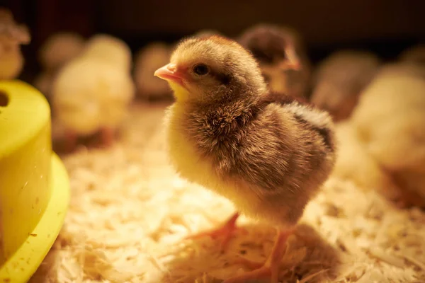 Giovane piccolo pollo giallo in incubatrice — Foto Stock