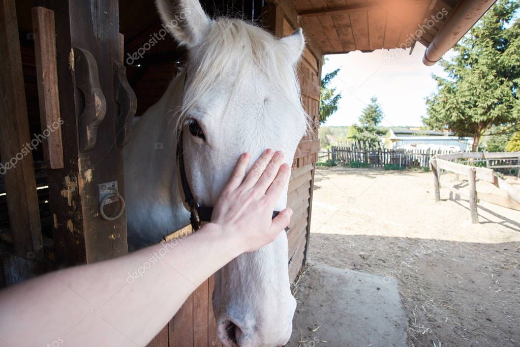 hand of man touching white stabled horse