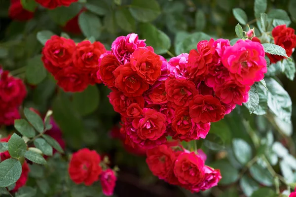 Θάμνος από ανθισμένα κόκκινα τριαντάφυλλα. Υπέροχα φρέσκα τριαντάφυλλα στη φύση. — Φωτογραφία Αρχείου