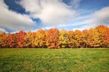 Mavi gökyüzüne karşı kırmızı ve sarı sonbahar ağaçları. Autu'da Doğa