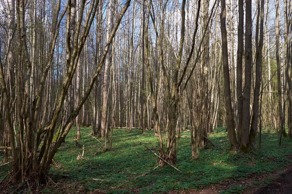 Belle Prairie Verte Avec Des Fleurs Blanches Dans Forêt Dans — Photo