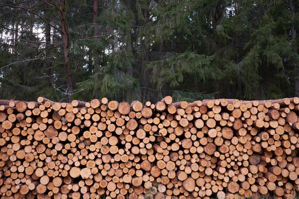 Erdőirtás Rönkök Fenyőerdőkből Erdőben Háttér Szakaszok Törzs Fák — Stock Fotó