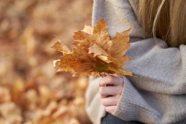 Herbststrauß Blondes Mädchen Kuscheligem Herbstpullover Mit Gelben Ahornblättern Den Händen — Stockfoto