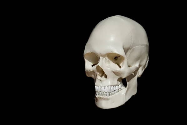 Human Skull Portrait Black Background — Stock Photo, Image