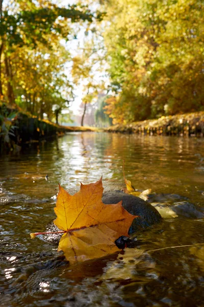 Gelbes Ahornblatt Schwimmt Auf Dem Fluss — Stockfoto