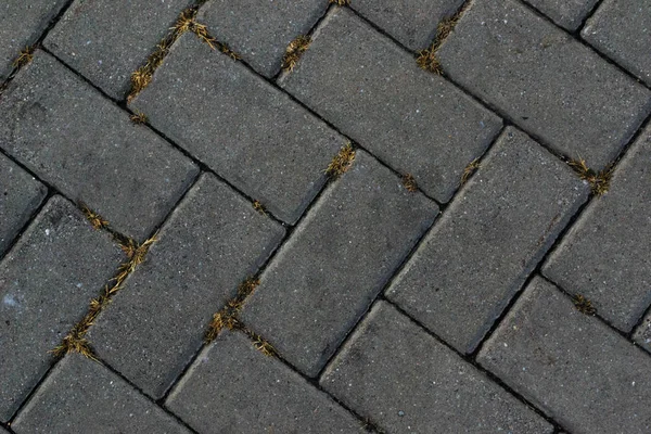 Серые Тротуарные Плиты Желтой Травой — стоковое фото