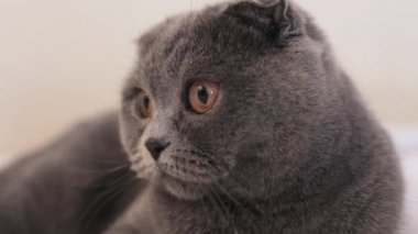 Güzel İskoç Fold kedi evde kanepede yatıyor