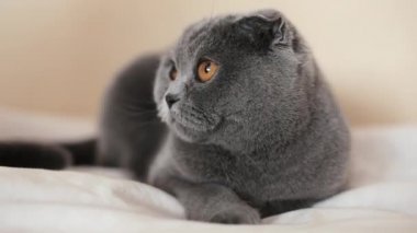 Güzel İskoç Fold kedi evde kanepede yatıyor