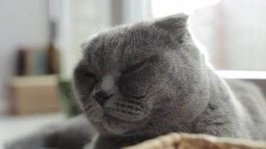 Yakın çekim. Güzel kedi İskoç Fold kenarında chilling