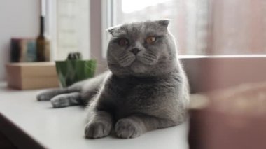 Güzel İskoç Fold kedi Lying pencere üzerinde ise kameraya Looking