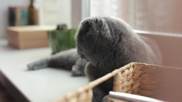 Hermoso escocés Fold gato está acostado en la ventana — Vídeo de stock