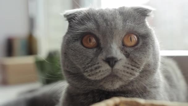 Närbild på det vackra Scottish Fold katt tittar in i kameran med roliga ansikte — Stockvideo