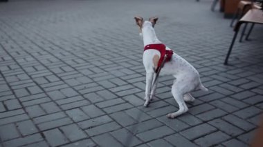 Tilki korkunç. Evde beslenen hayvan kaygı kavramı. Şirin ve kısa-kıl köpek tasmalı ileri bakar ve sonra geri geliyor