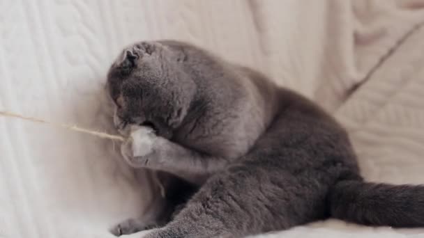 Μια όμορφη Scottish διπλώνετε γάτα παίζει με το παιχνίδι — Αρχείο Βίντεο