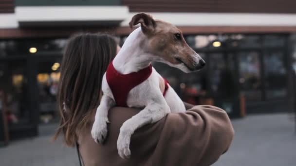 Αργή κίνηση. Κατοικίδιο ζώο ιδιοκτήτηs κορίτσι με το τεριέ αλεπούδων σκύλο στο βραχίονα — Αρχείο Βίντεο