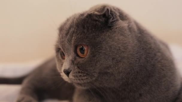En cámara lenta. Un hermoso escocés Fold gato está acostado en el sofá en casa — Vídeos de Stock