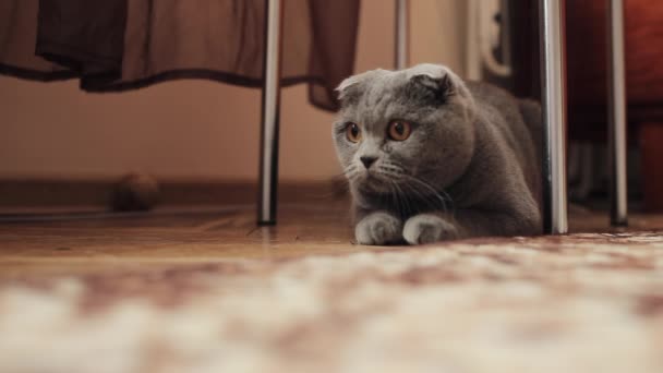 En cámara lenta. Curioso gris escocés doblar gato prepararse para jugar un juego — Vídeos de Stock