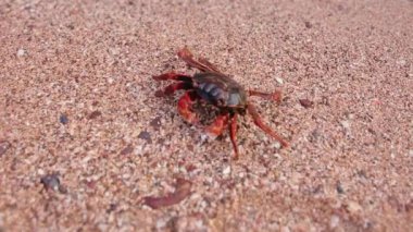 Iran Hürmüz Adası günbatımında kumlu bir plaj üzerinde hareketli bir kırmızı Yengeç