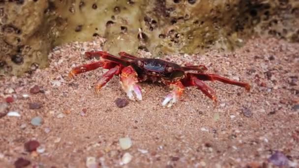 Un crabe rouge, se déplaçant sur une plage de sable fin au coucher du soleil de l'île d'Hormuz, Iran 