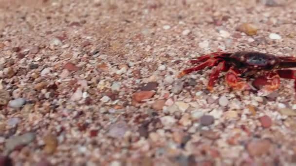 Um caranguejo vermelho, movendo-se em uma praia de areia no por do sol da ilha de Hormuz, Irã — Vídeo de Stock