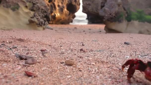 Czerwony krab, poruszających się na piaszczystej plaży, z skał w zachodzie słońca wyspę Ormuz, Iran — Wideo stockowe