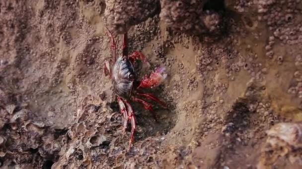 Um caranguejo vermelho em uma rocha do mar no por do sol da ilha de Hormuz, Irã . — Vídeo de Stock