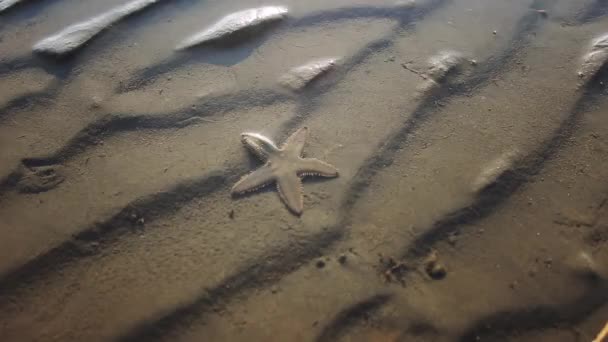 Spiaggia tropicale con una stella marina in movimento in acqua . — Video Stock