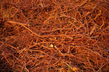 Ahşap grup yığını arka plan çırpı