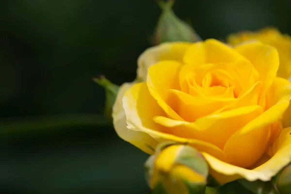 Rose Jaune Signifiant Lumineux Joyeux Joyeux Créer Des Sentiments Chaleureux — Photo