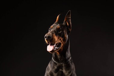 Doberman Pinscher köpek bakarak fotoğraf portre portre izole siyah arka plan üzerine