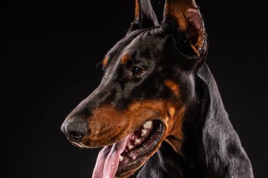 Doberman Pinscher köpek bakarak fotoğraf portre portre izole siyah arka plan üzerine