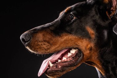 Doberman Pinscher köpek bakarak fotoğraf portre portre izole siyah arka plan üzerine