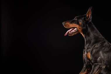 Portre portre Doberman Pinscher köpek arıyorum fotoğraf izole siyah arka plan üzerine. Kopya alanı
