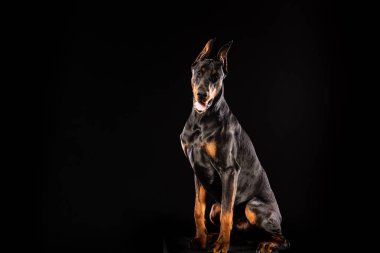 Doberman Pinscher köpek bakarak fotoğraf portre portre izole siyah arka plan üzerine