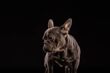 Siyah arka plan üzerine portre siyah Fransız buldozer