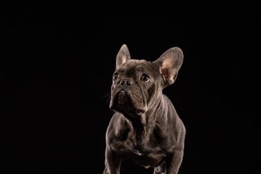 Siyah arka plan üzerine portre siyah Fransız buldozer