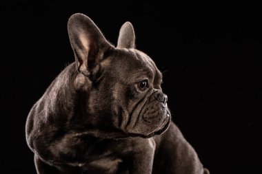 Siyah arka plan üzerine portre siyah Fransız buldozer