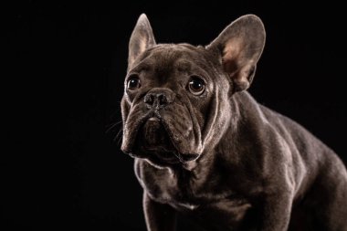 Siyah arka plan üzerine portre siyah Fransız buldozer